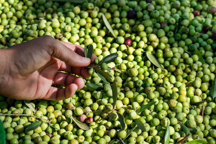 Olive oil harvesting near Siurana