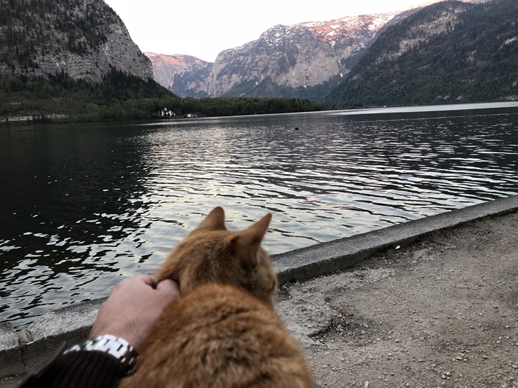 Hanging out with cat by Hallstatt Lake